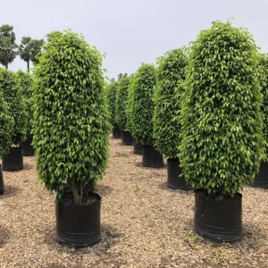 Ficus Black boota.pk