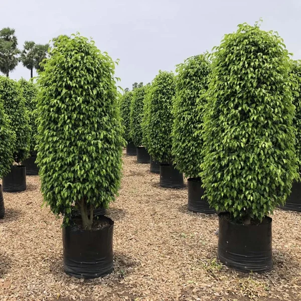 Ficus Black boota.pk