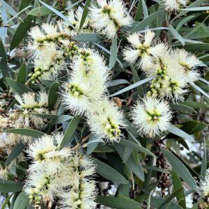 Melaleuca-quinquenervia-boota.pk