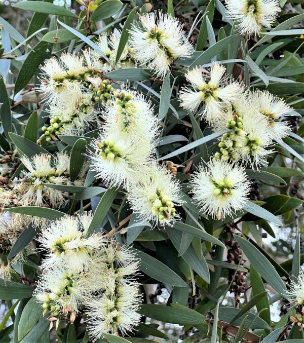 Melaleuca-quinquenervia-boota.pk