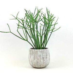 Pencil-cactus