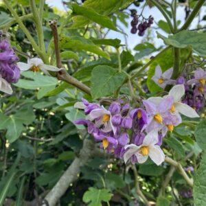 Solanum-macranthum-Boota.pk