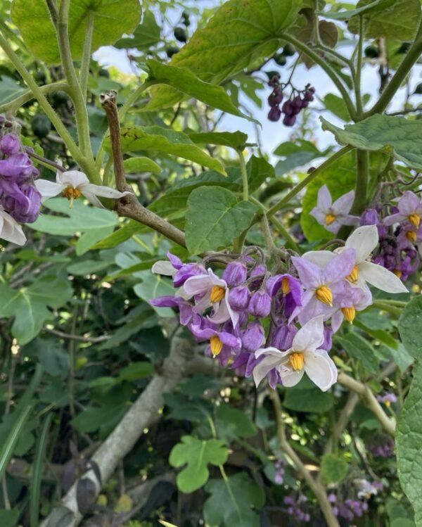 Solanum-macranthum-Boota.pk