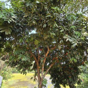 ashook tree boota.pk