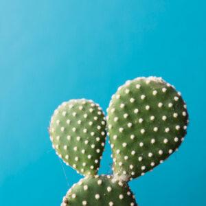 bunny-ear-cactus