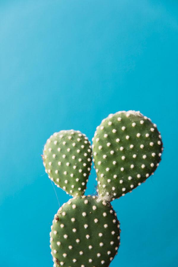 bunny-ear-cactus