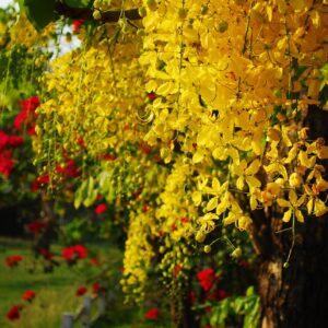 cassia galaka