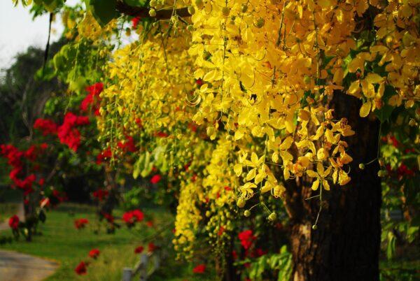 cassia galaka