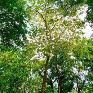 termanelia tree