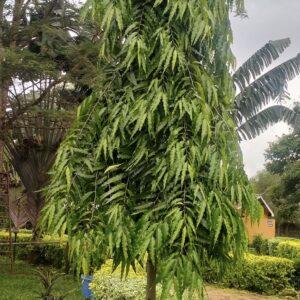 ulta ashoka tree