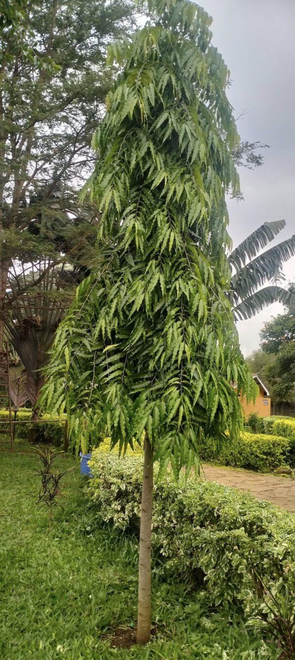 ulta ashoka tree
