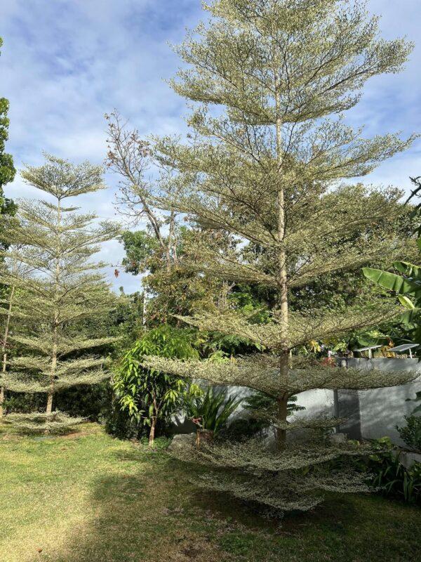 varegated terminalia boota.pk