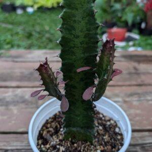 African Milk Tree
