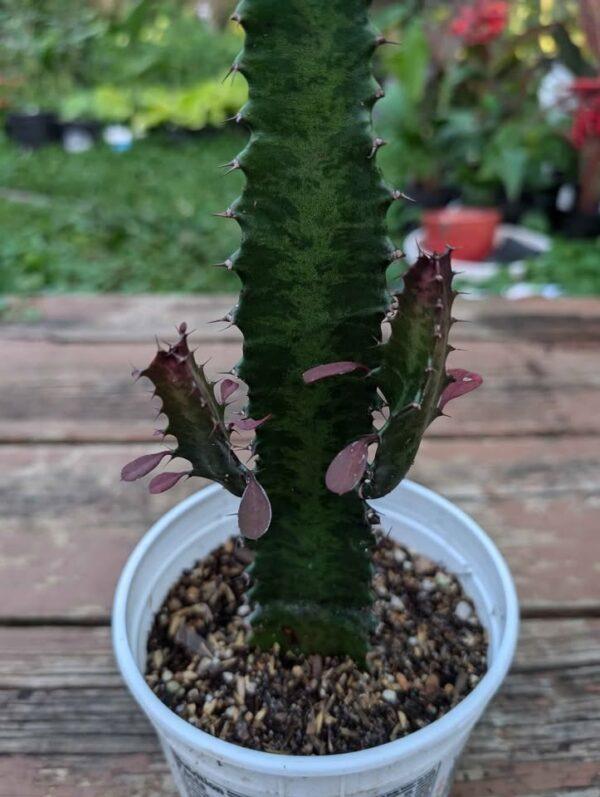 African Milk Tree