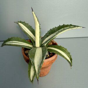 Agave mediopicta alba