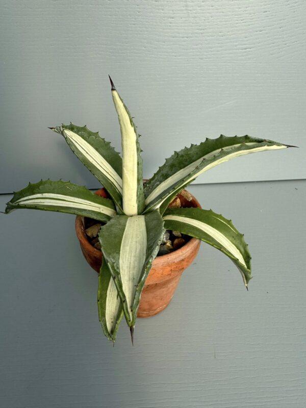 Agave mediopicta alba