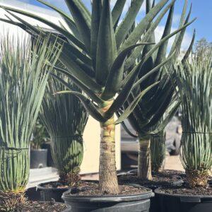 Aloe Hercules