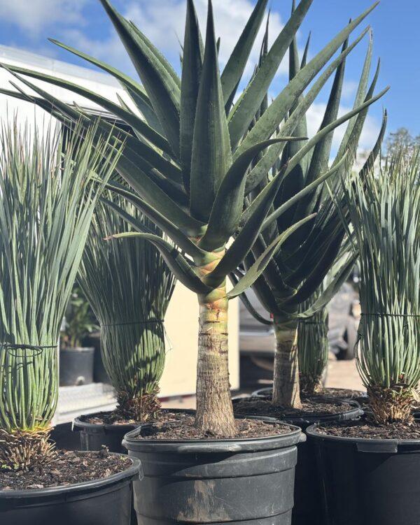 Aloe Hercules