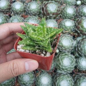Aloe Juvenna