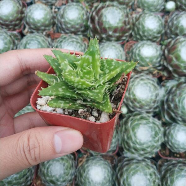 Aloe Juvenna