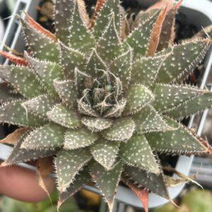 Aloe aristata