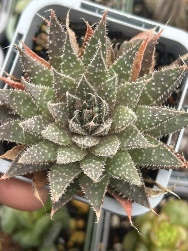 Aloe aristata