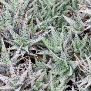 Aloe blizzard
