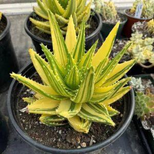 Aloe nobilis boota.pk````