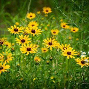 American daisy