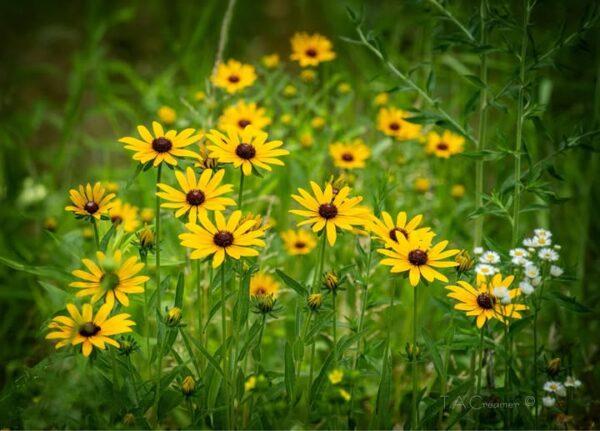 American daisy