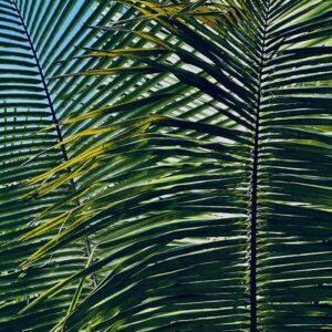 American oil palm