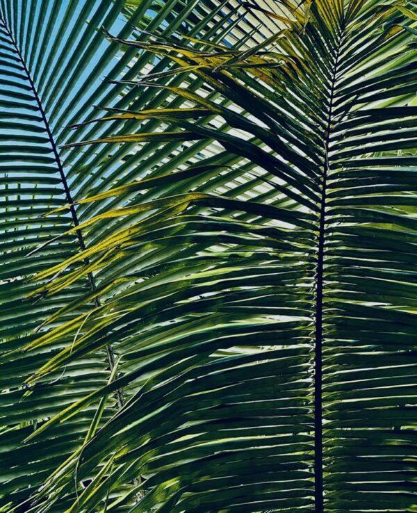 American oil palm