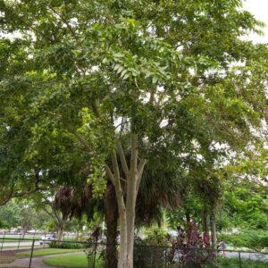 Arjun Tree