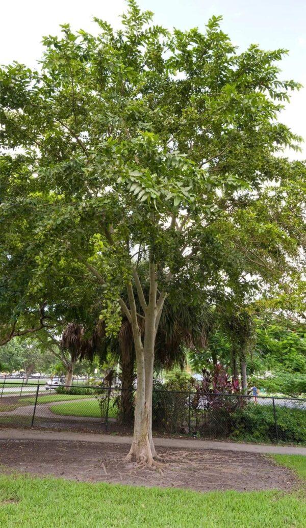 Arjun Tree