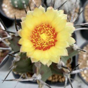 Astrophytum capricorne cactus