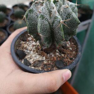 Astrophytum ornatum