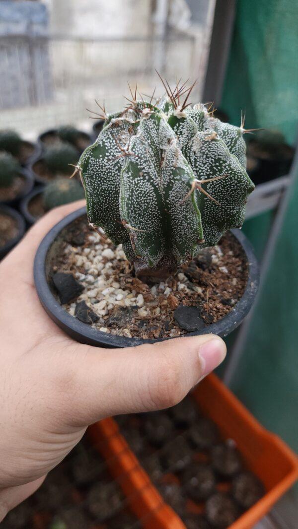 Astrophytum ornatum
