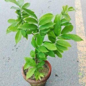 Atro Batro Plant (Artabotrys hexapetalus )
