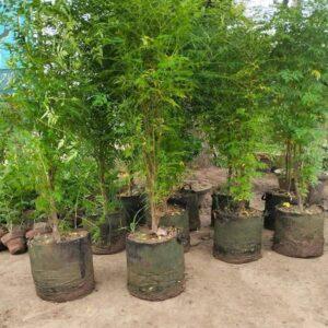 Bakain-tree