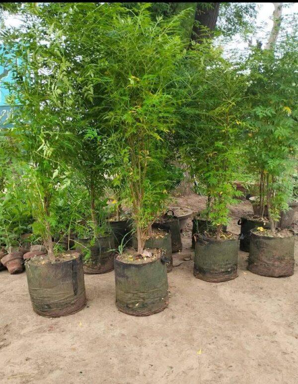 Bakain-tree
