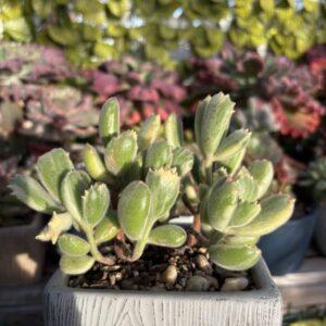 Bear Paw Variegated