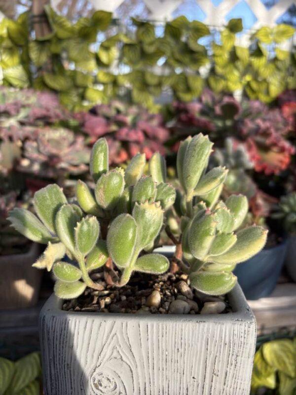 Bear Paw Variegated