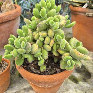 Bear's paw plant boota.pk