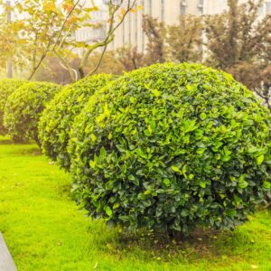 Benjamina Golden Ficus