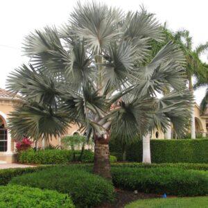 Bismarckia palm