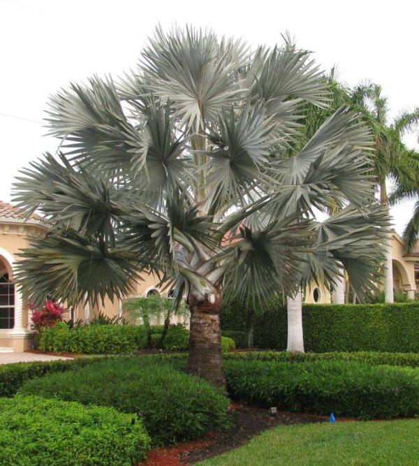 Bismarckia palm