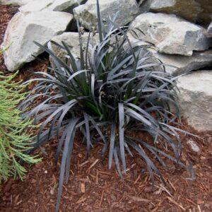 Black Mondo grass