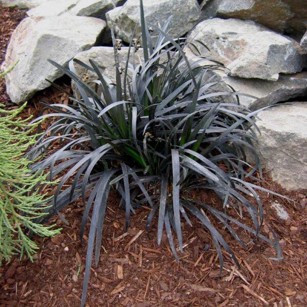 Black Mondo grass