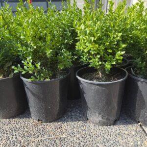 Boxwood Plant
