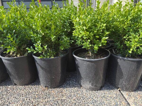 Boxwood Plant